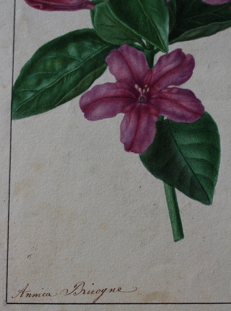Annica Bricogne 2 Superb Original Watercolors Botany XIXth C. Horticulture-photo-2