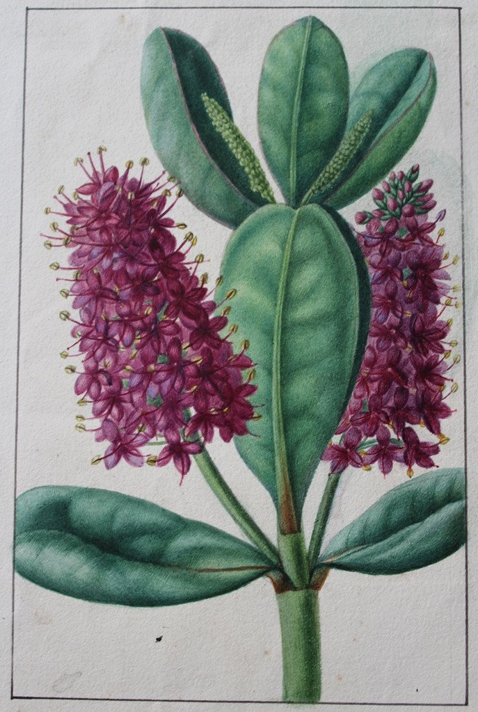 Annica Bricogne 2 Superb Original Watercolors Botany XIXth C. Horticulture-photo-4