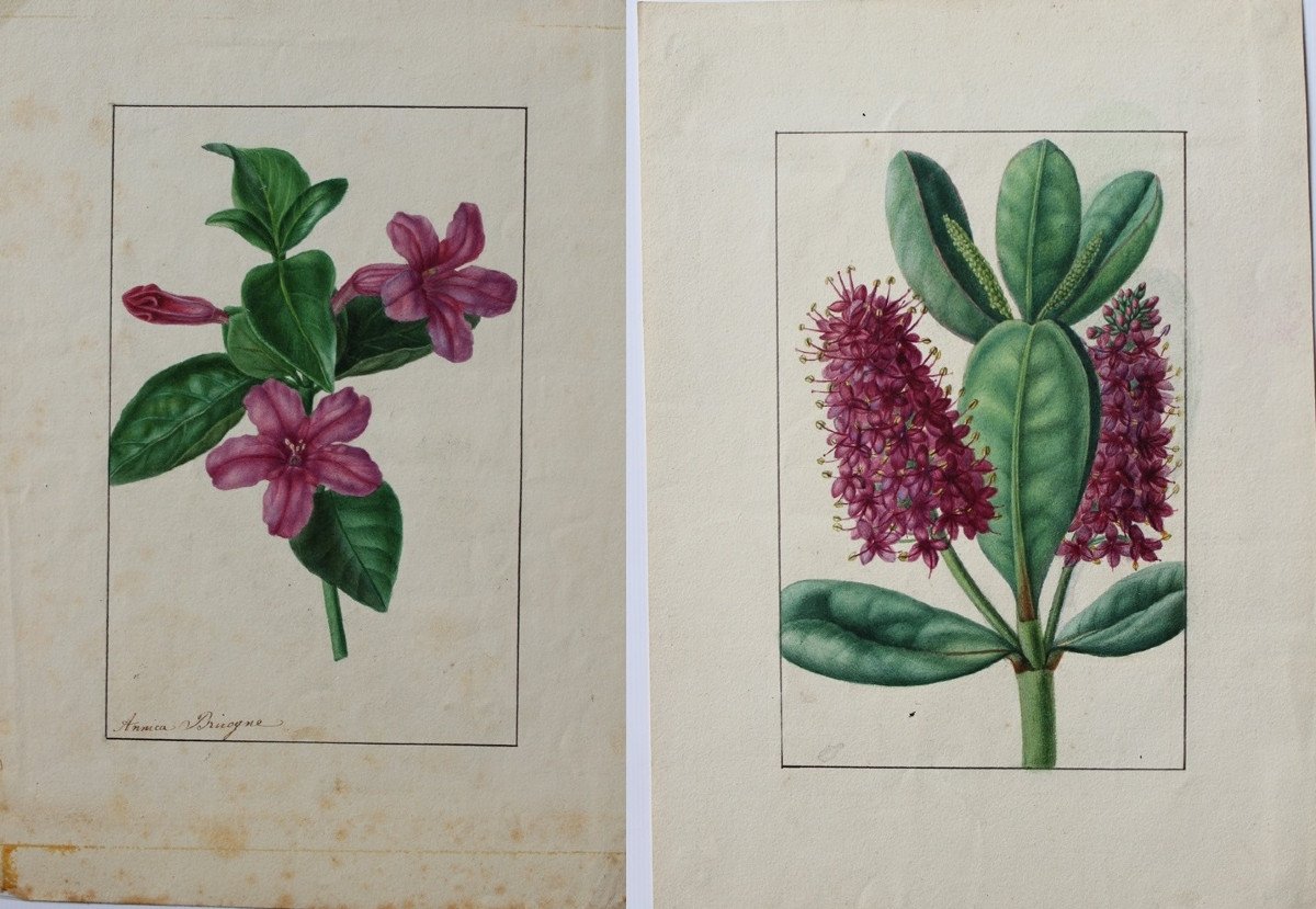 Annica Bricogne 2 Superb Original Watercolors Botany XIXth C. Horticulture