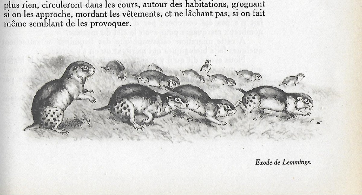 Joseph OBERTHUR "Exode de LEMMINGS" DESSIN ORIGINAL à l'encre PEINTRE ANIMALIER publié en 1947-photo-3