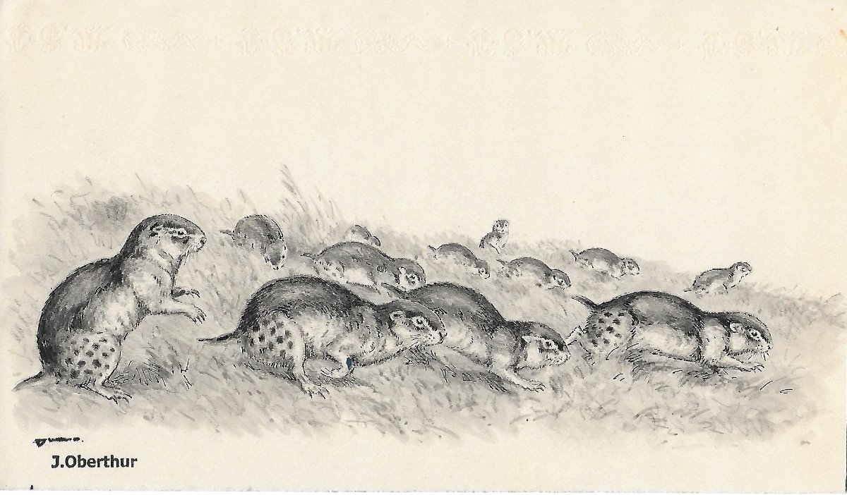 Joseph OBERTHUR "Exode de LEMMINGS" DESSIN ORIGINAL à l'encre PEINTRE ANIMALIER publié en 1947