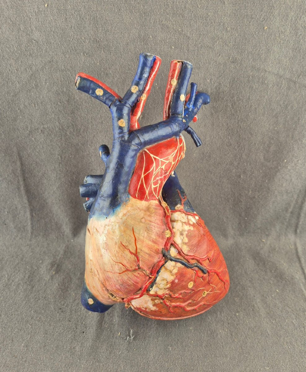 Dr Louis Auzoux - Human Heart.  Removable Anatomical Model (clastic Anatomy) Perfect Condition-photo-2