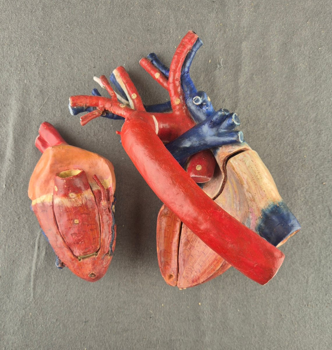Dr Louis Auzoux - Human Heart.  Removable Anatomical Model (clastic Anatomy) Perfect Condition-photo-3
