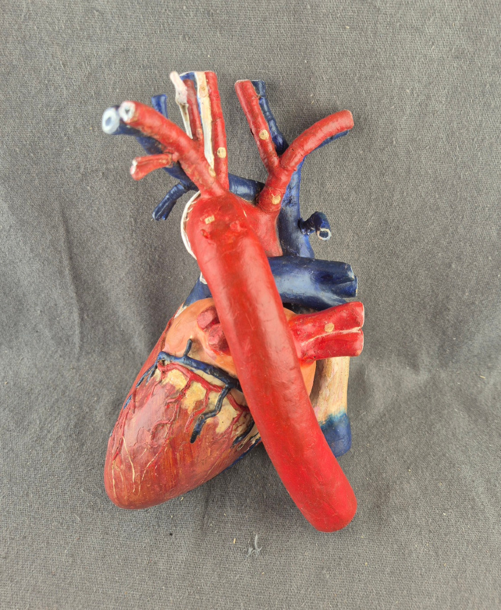 Dr Louis Auzoux - Human Heart.  Removable Anatomical Model (clastic Anatomy) Perfect Condition