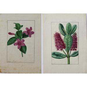 Annica Bricogne 2 Superb Original Watercolors Botany XIXth C. Horticulture