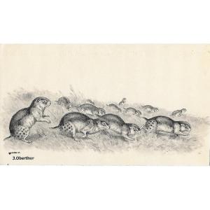 Joseph OBERTHUR "Exode de LEMMINGS" DESSIN ORIGINAL à l'encre PEINTRE ANIMALIER publié en 1947