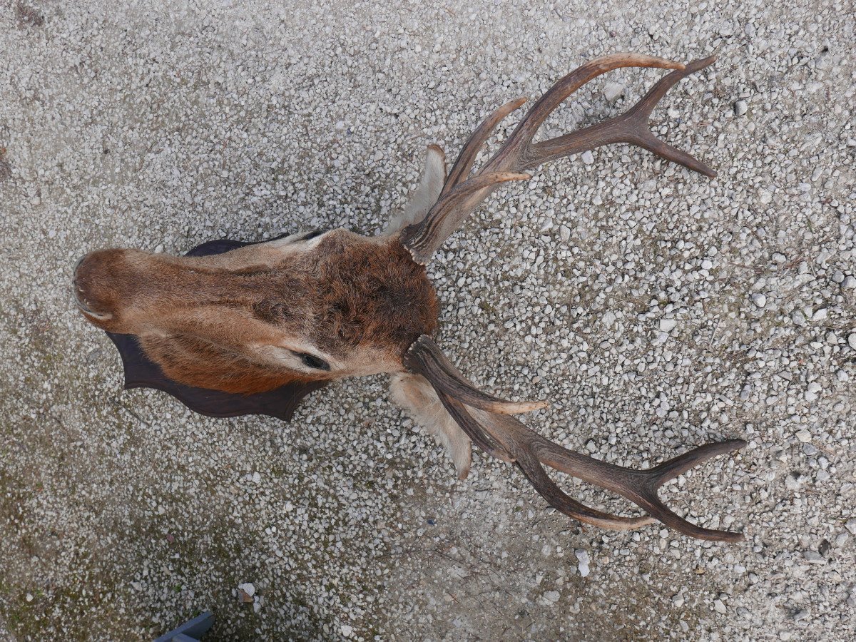 Trophy, Naturalized Deer Head-photo-2