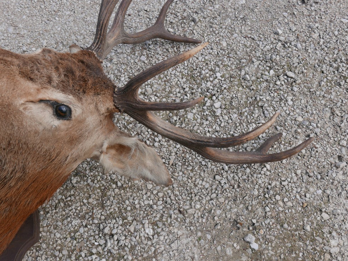 Trophy, Naturalized Deer Head-photo-3