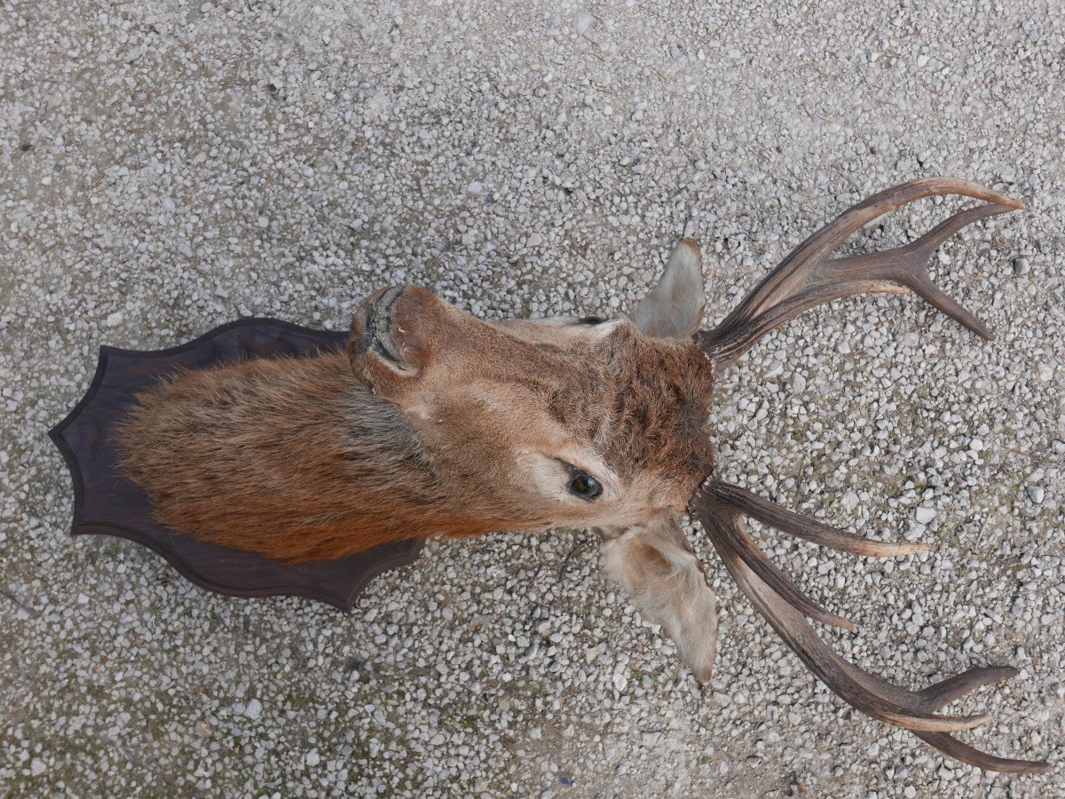 Trophy, Naturalized Deer Head-photo-4