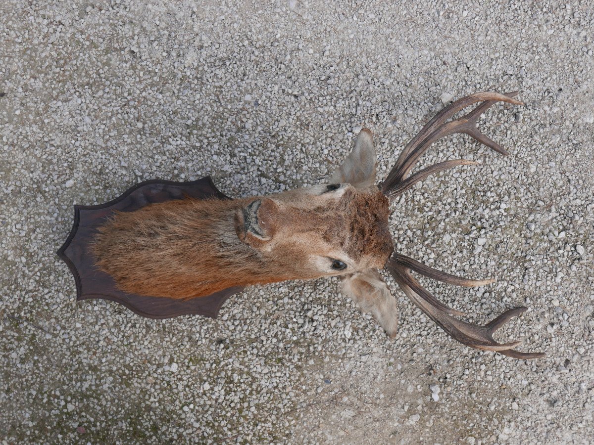Trophy, Naturalized Deer Head