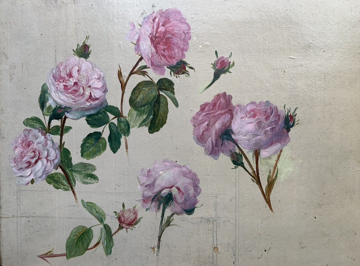 Étude de roses – Huile sur carton – Vers 1900