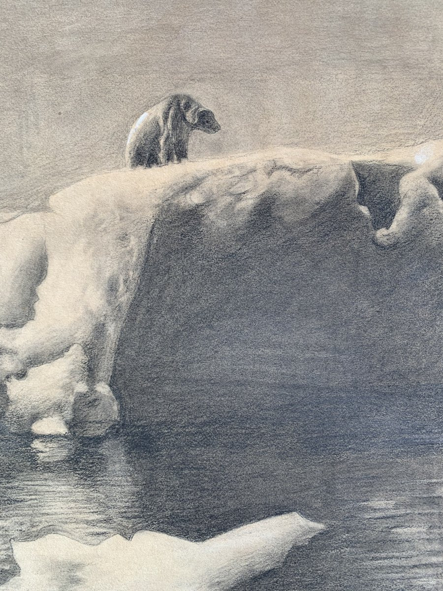 Ours polaire sur la banquise – Dessin mine de plomb et rehauts crayon blanc – Début XXᵉ siècle-photo-3