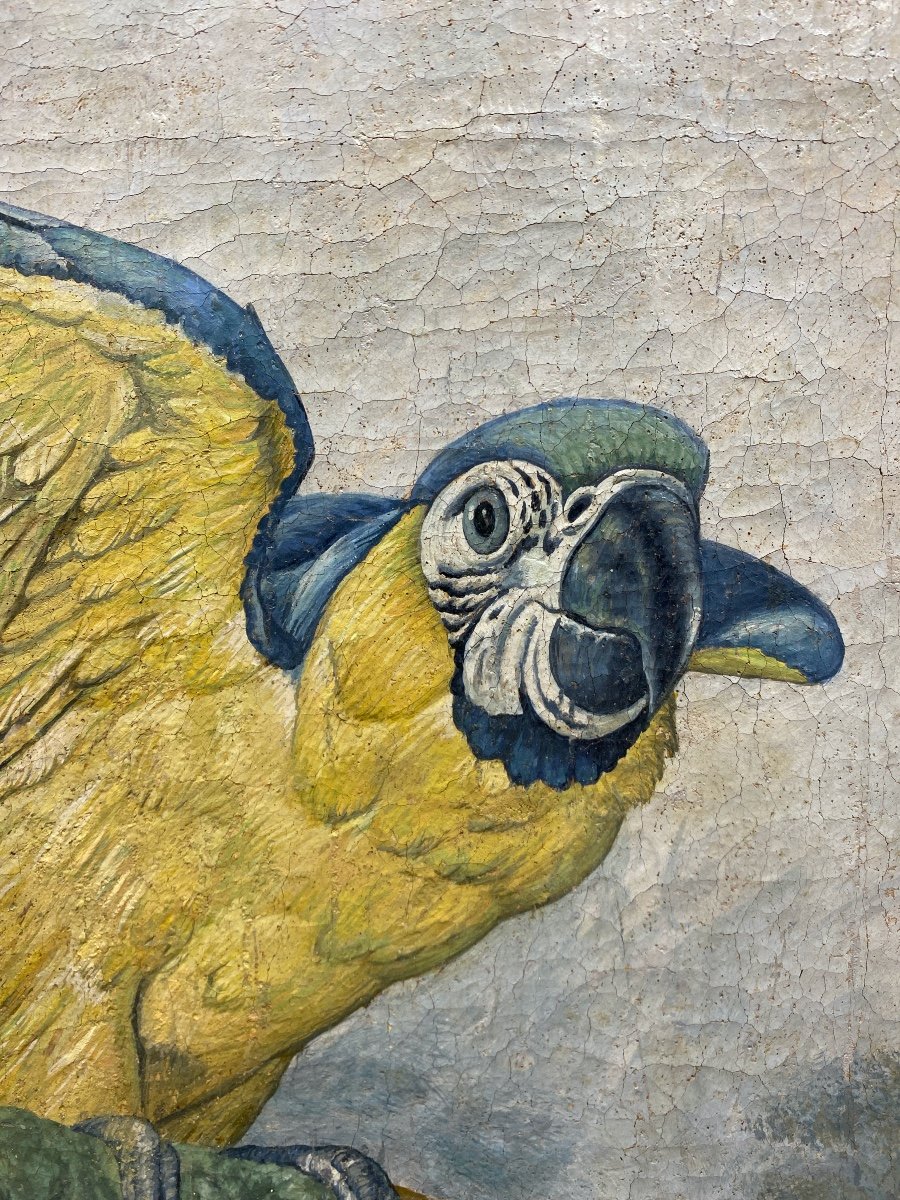 Ecole Française XIXème - Perroquet Ara Bleu - Huile Sur Toile-photo-3