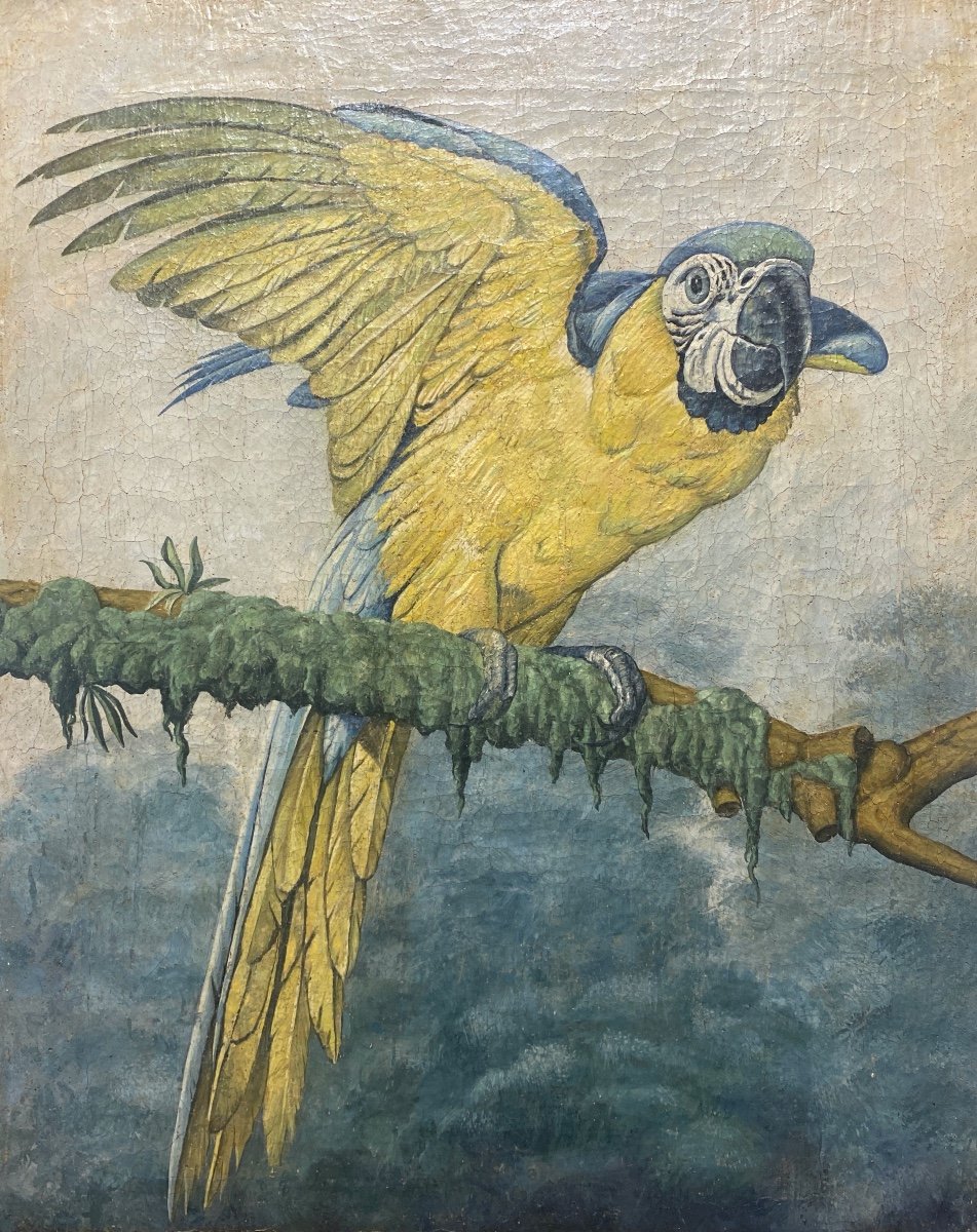 Ecole Française XIXème - Perroquet Ara Bleu - Huile Sur Toile