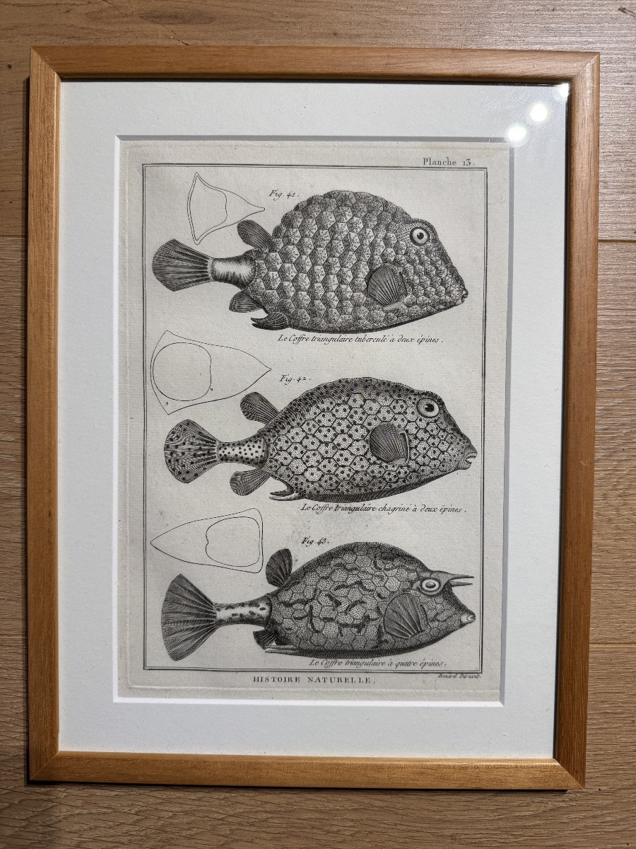 Series Of Natural History Plates - Fish - 1788-photo-2