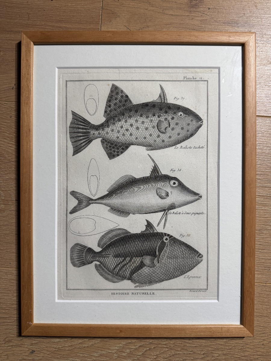 Series Of Natural History Plates - Fish - 1788-photo-3