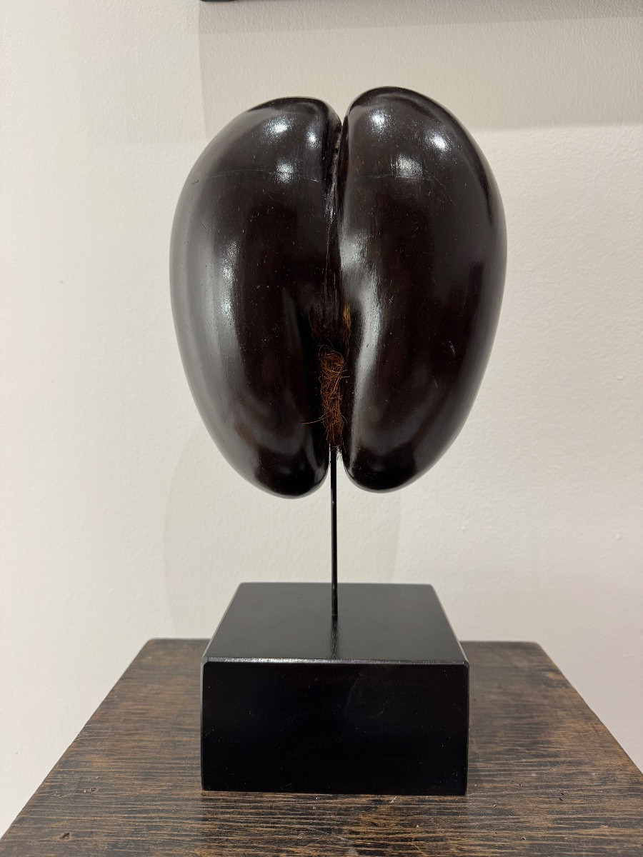 Cocofesse Seed, Sea Coconut Palm, Seychelles Curiosity -photo-2