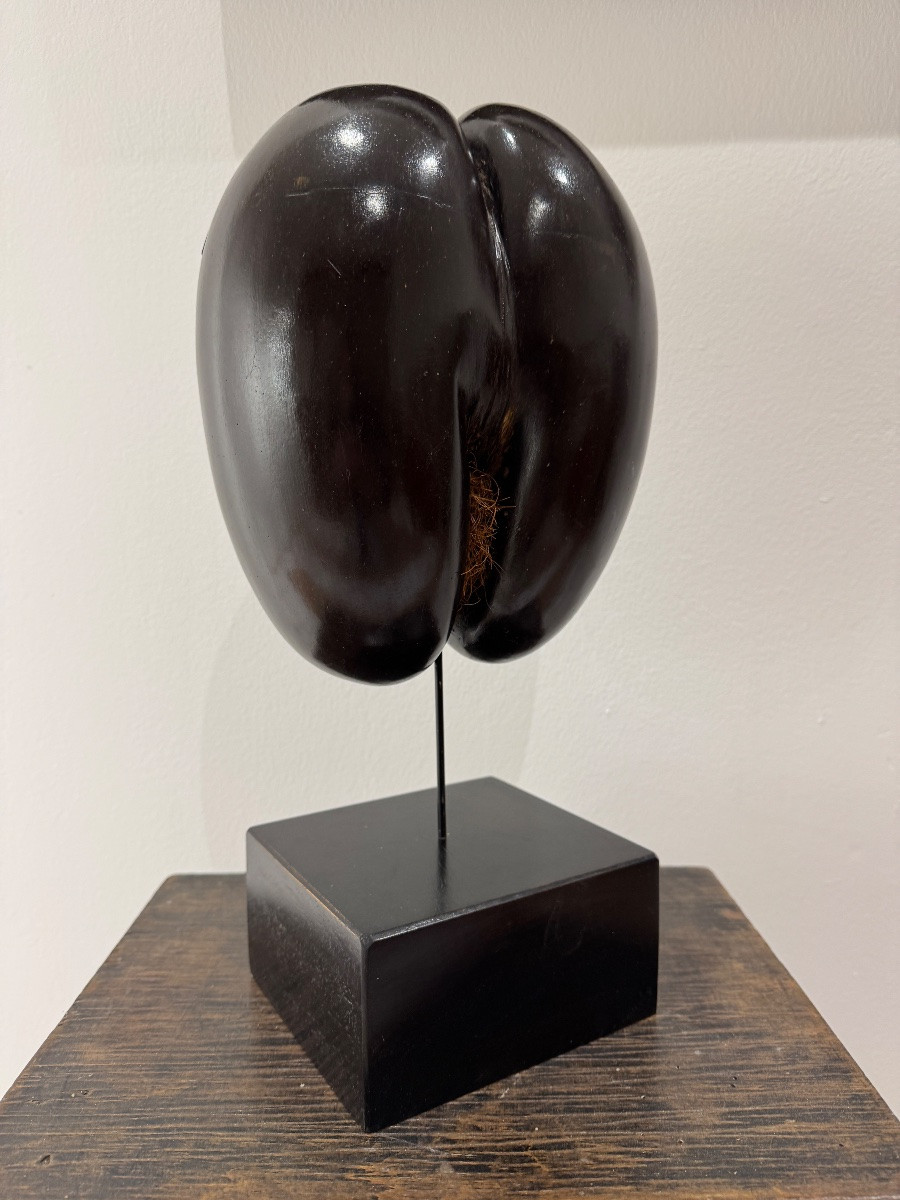 Cocofesse Seed, Sea Coconut Palm, Seychelles Curiosity -photo-3