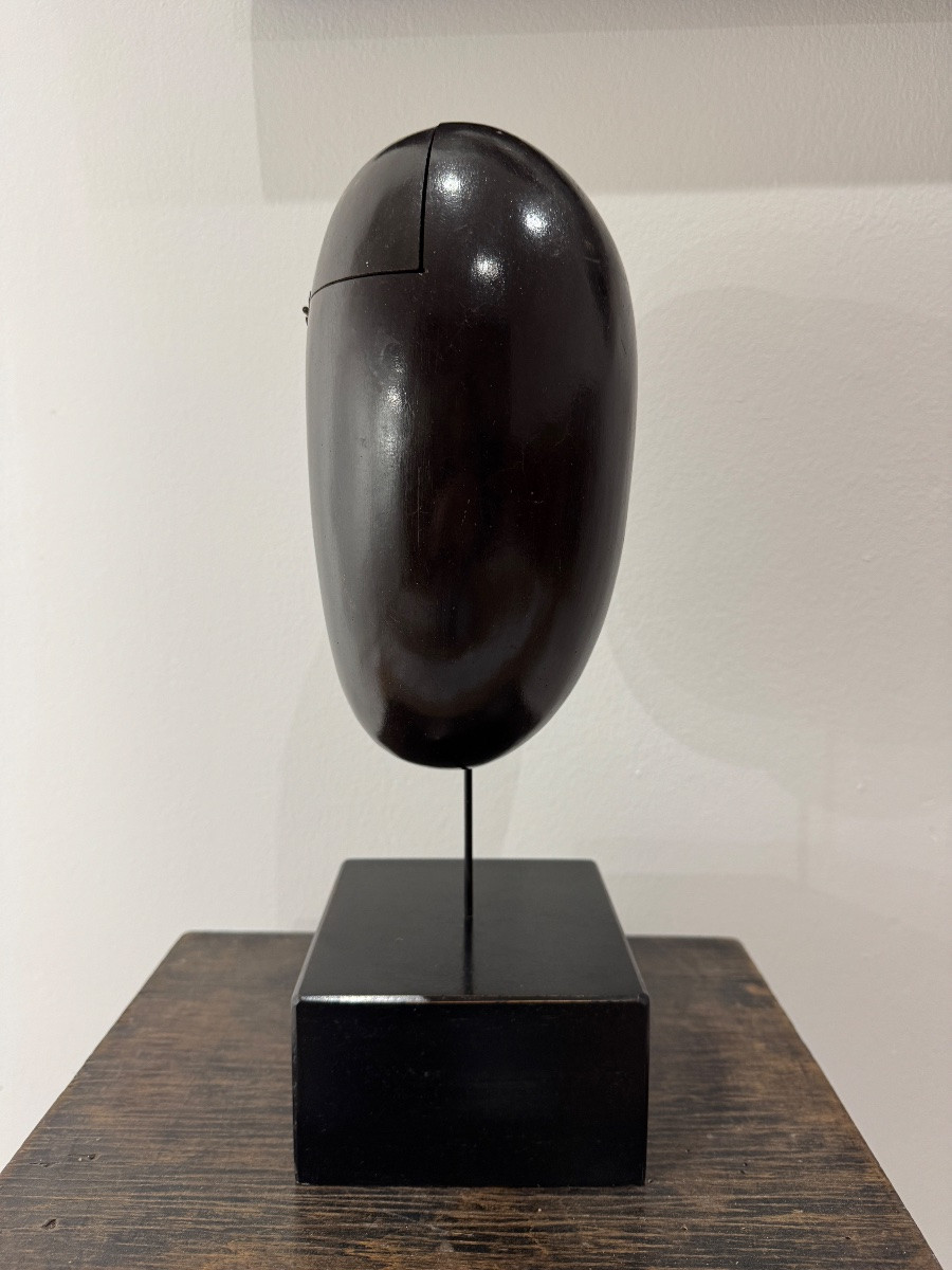 Cocofesse Seed, Sea Coconut Palm, Seychelles Curiosity -photo-4