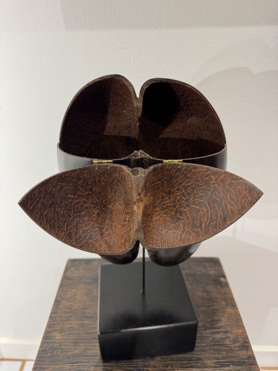 Cocofesse Seed, Sea Coconut Palm, Seychelles Curiosity -photo-2