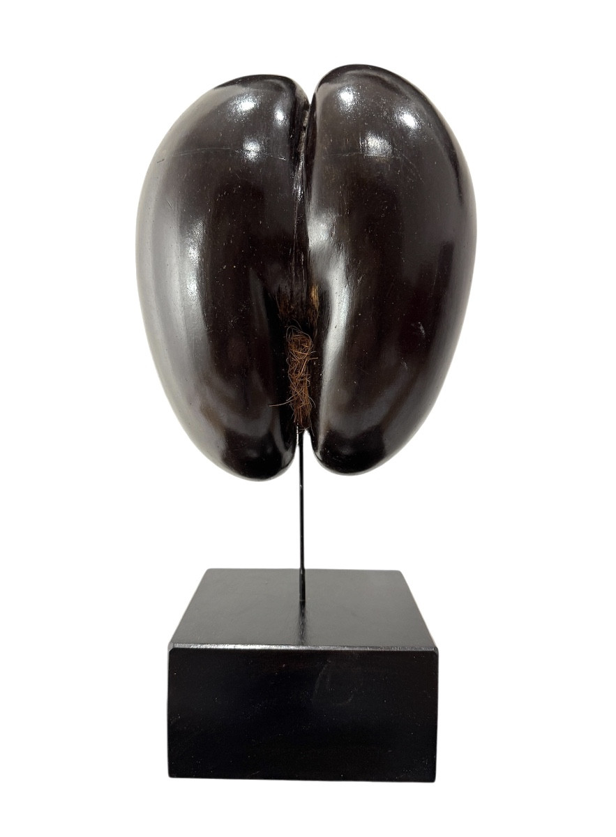 Cocofesse Seed, Sea Coconut Palm, Seychelles Curiosity 