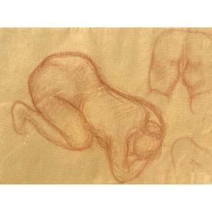 Aristide Maillol -sanguine