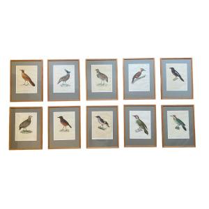 Series Of 10 Watercolored Bird Engravings - Jean-gabriel Prêtre (1768-1849)