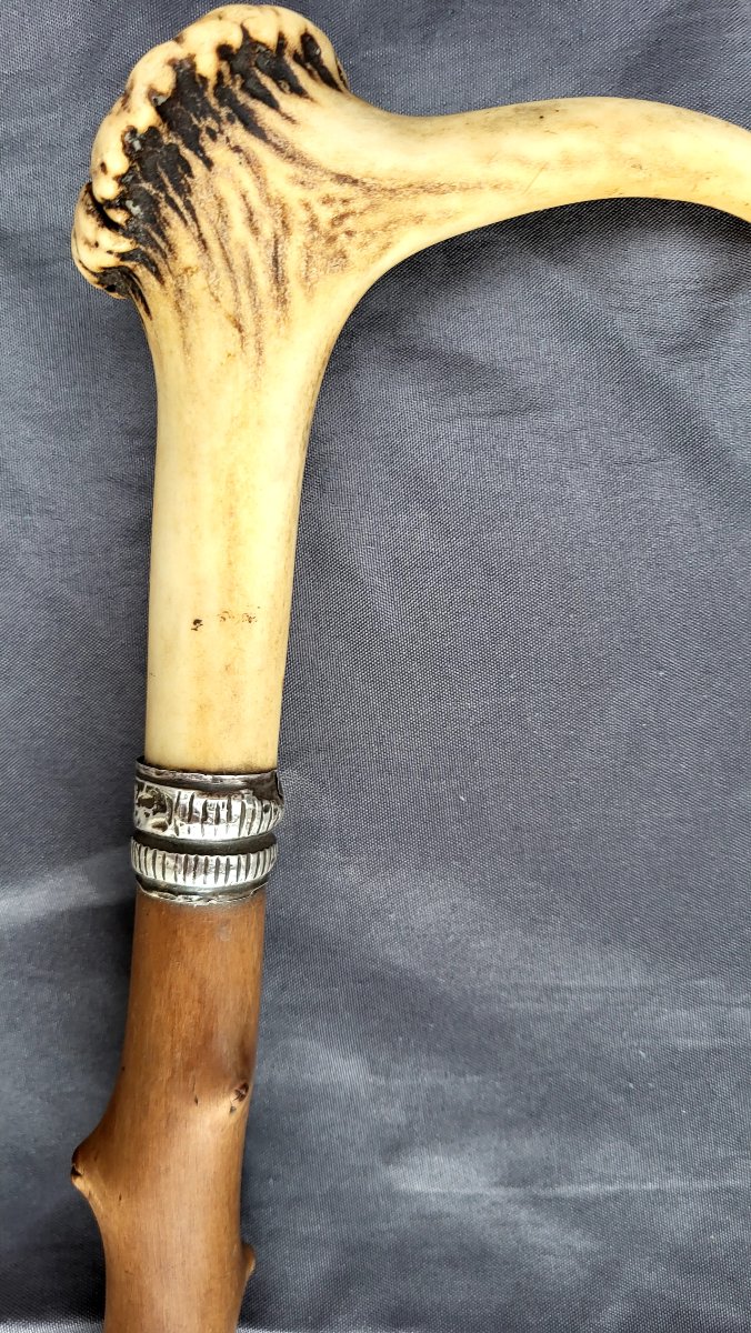 Antique 19th-century Boxwood Cane With A Silver Ferrule And A Stag-horn Knob-photo-3