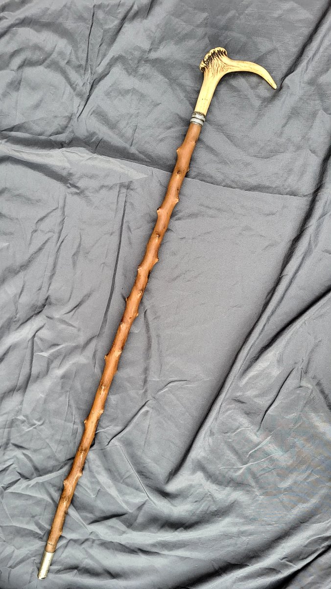 Antique 19th-century Boxwood Cane With A Silver Ferrule And A Stag-horn Knob