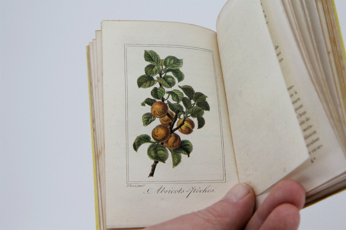 La Corbeille de Fruits par Charles Malo, planches rehaussées, Paris 1818 - rare-photo-3