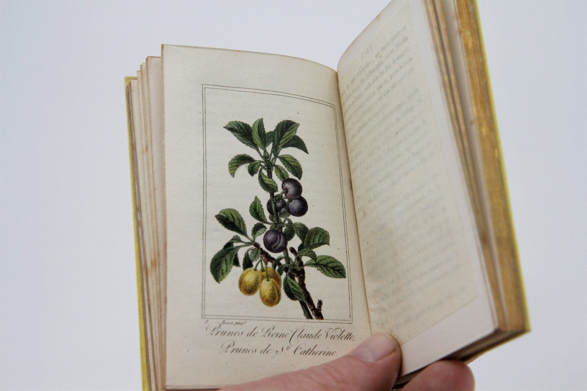 La Corbeille de Fruits par Charles Malo, planches rehaussées, Paris 1818 - rare-photo-4