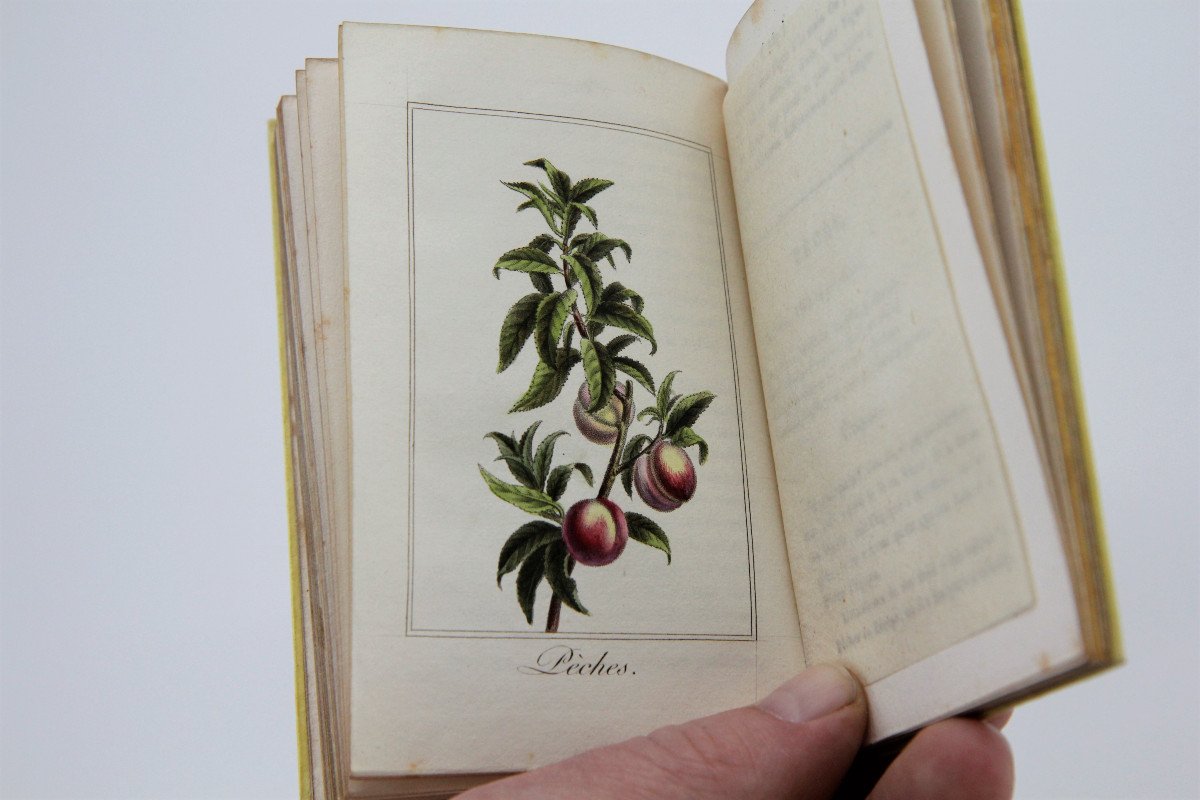 La Corbeille de Fruits par Charles Malo, planches rehaussées, Paris 1818 - rare-photo-5