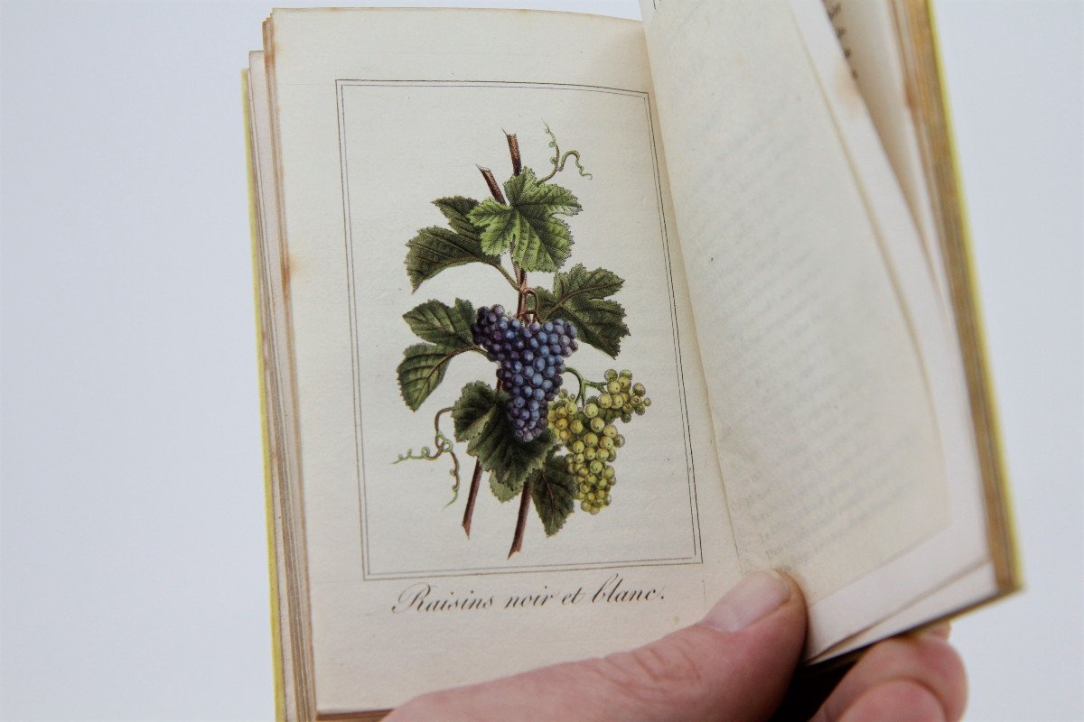 La Corbeille de Fruits par Charles Malo, planches rehaussées, Paris 1818 - rare-photo-6