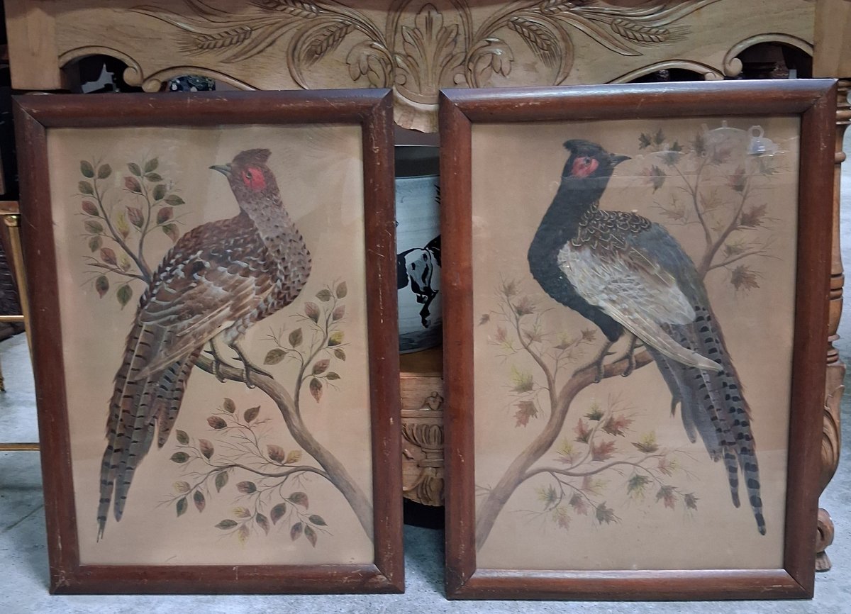 Paire de tableaux naturalistes en plumes véritables représentant des faisans ép. Napoléon III-photo-2
