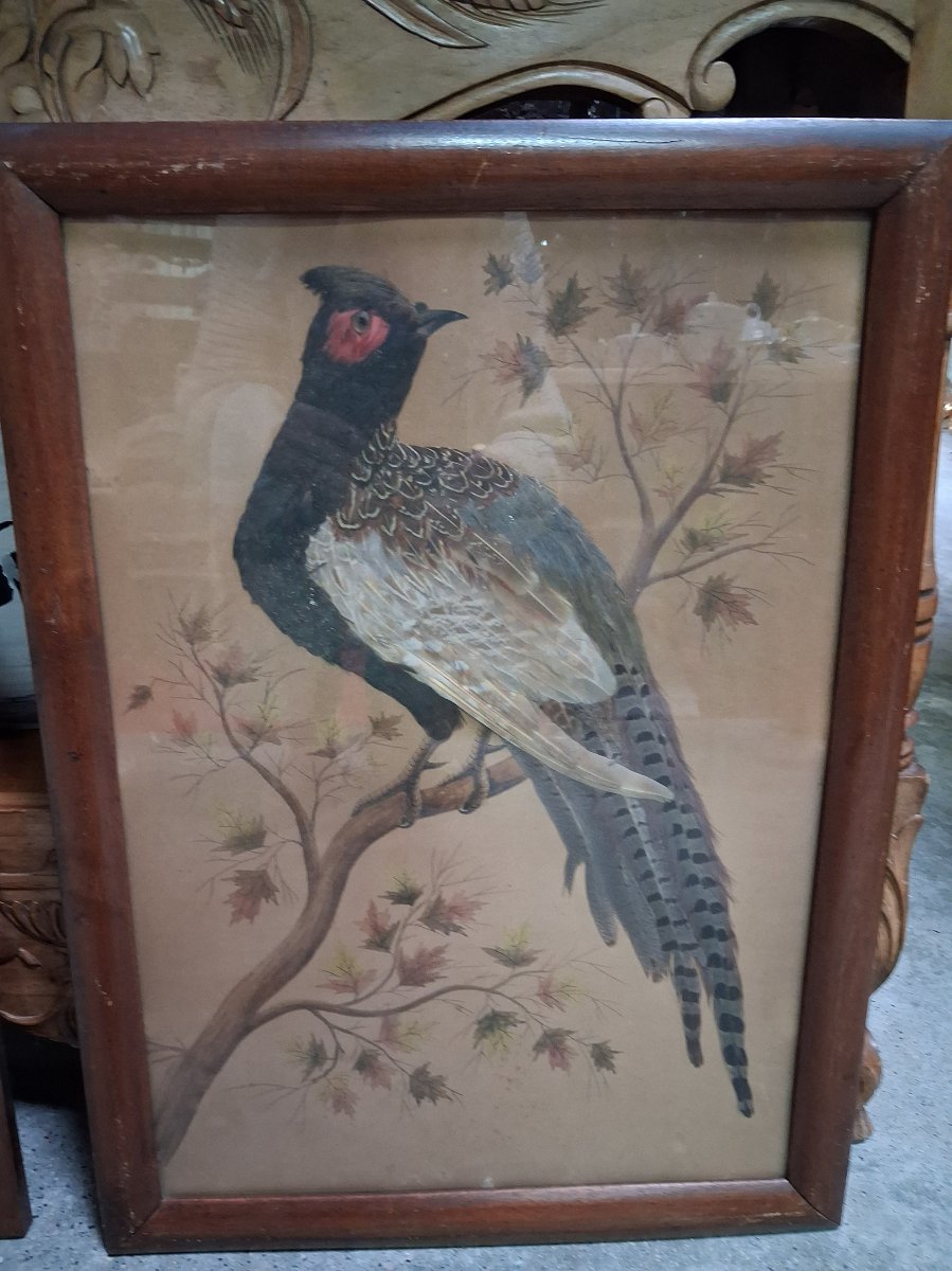 Paire de tableaux naturalistes en plumes véritables représentant des faisans ép. Napoléon III-photo-4