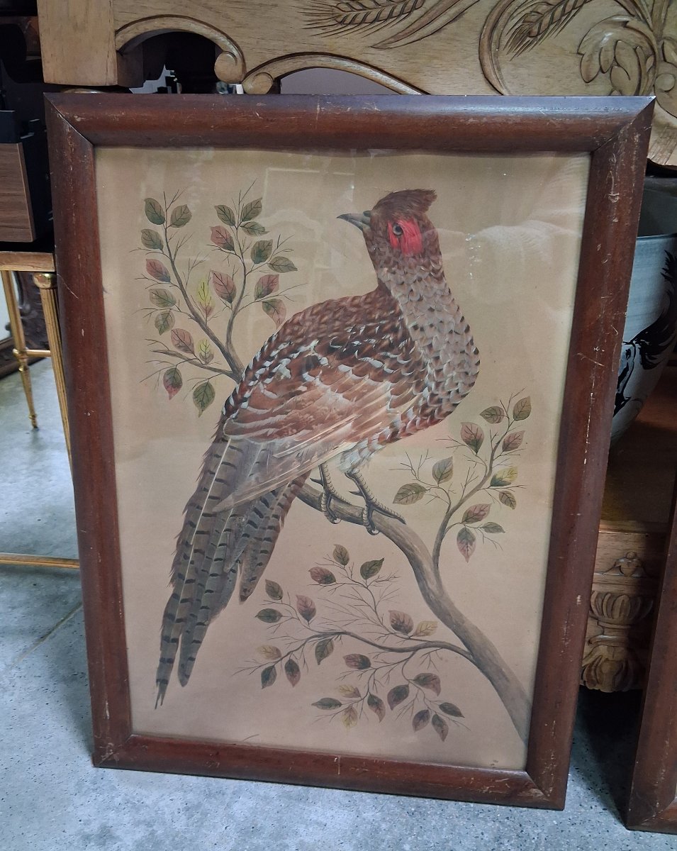 Paire de tableaux naturalistes en plumes véritables représentant des faisans ép. Napoléon III-photo-2