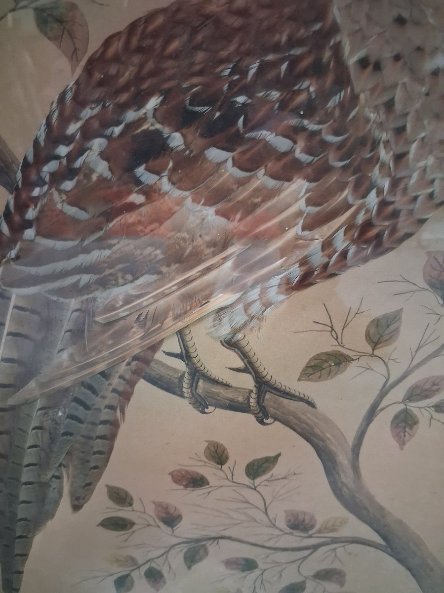 Paire de tableaux naturalistes en plumes véritables représentant des faisans ép. Napoléon III-photo-4