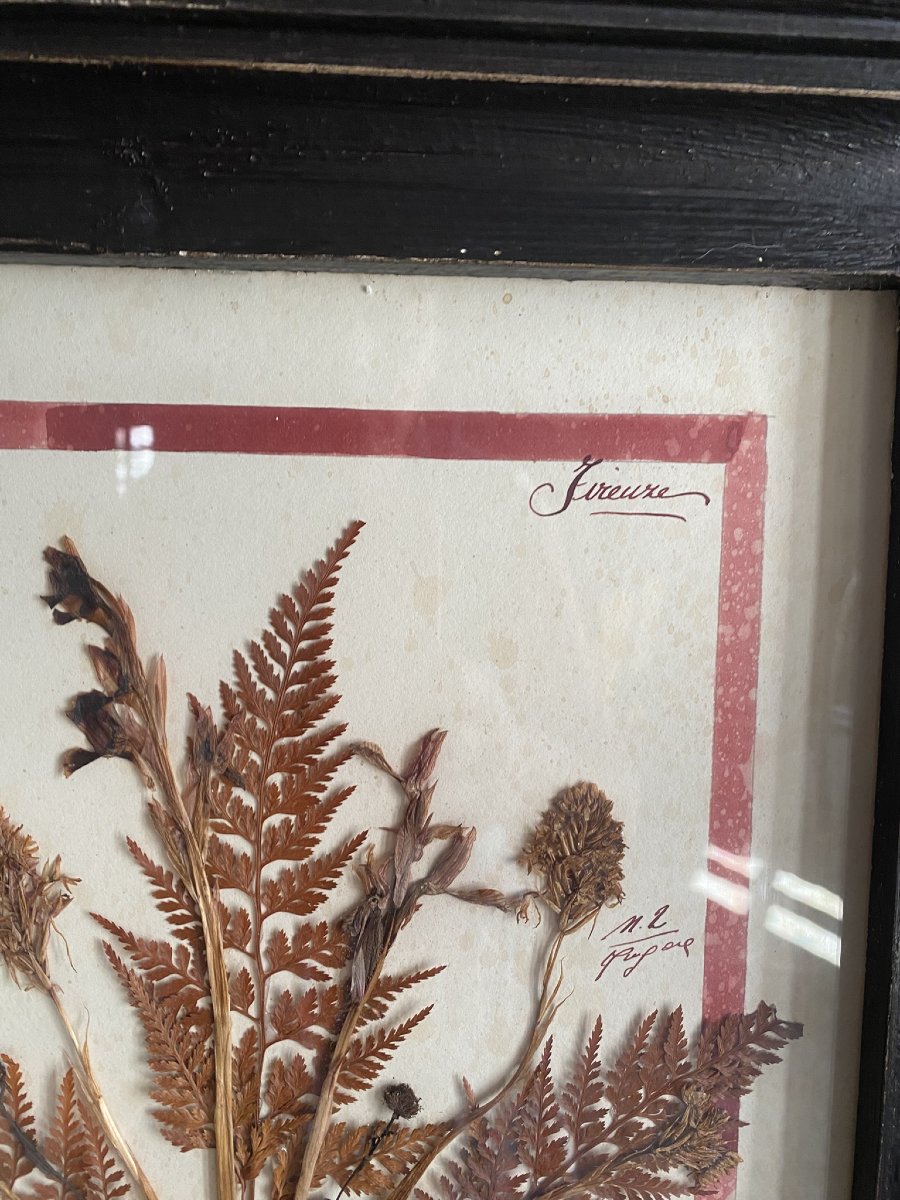 Pair Of 20th Century Herbarians-photo-4