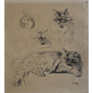 étude de chat dessin par F OGER