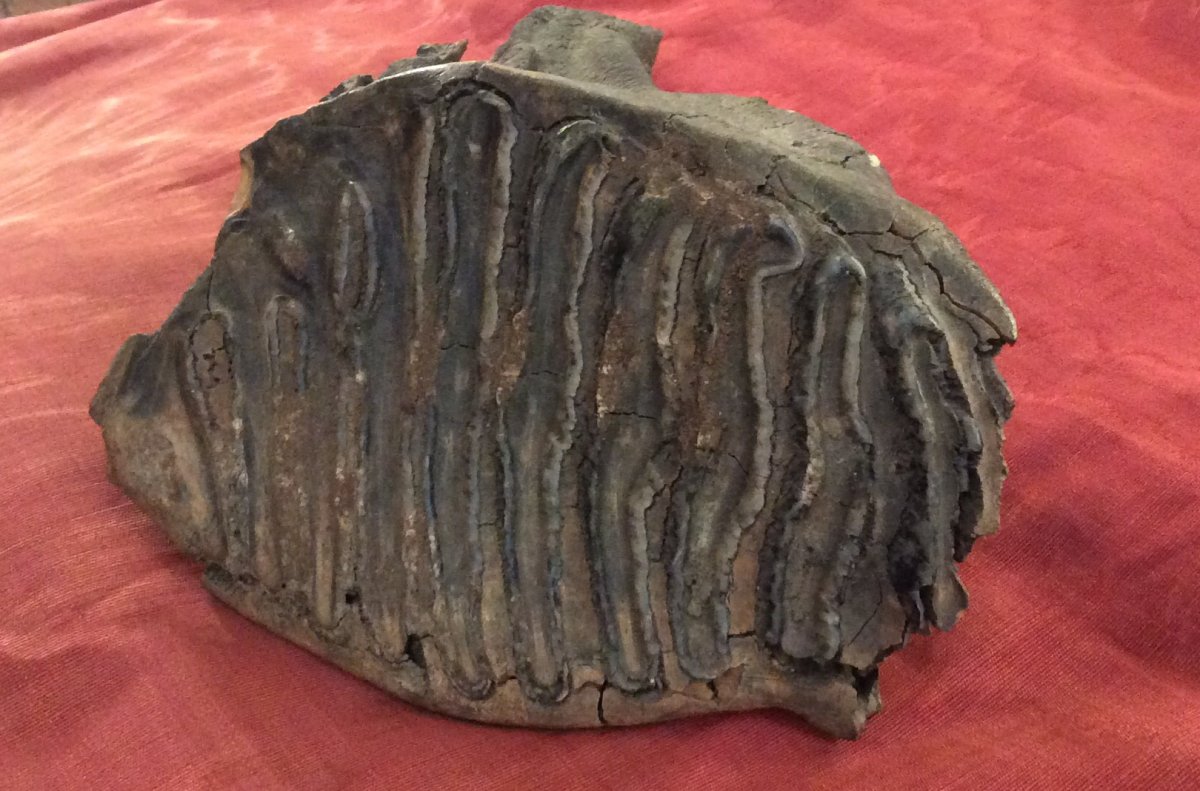 Dent Molaire De Mammouth Fossilisée -photo-2