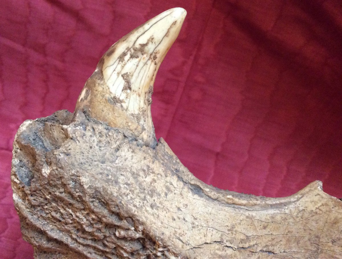 Cave Bear Jaw-photo-4