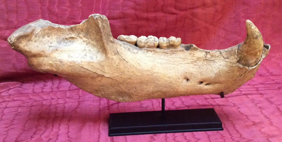 Cave Bear Jaw