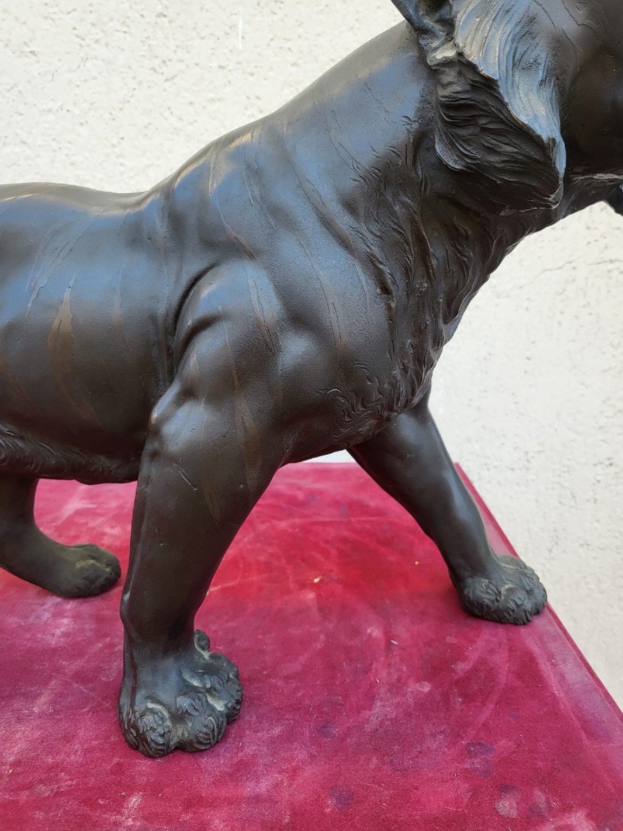 Tigre, Bronze Japon, Ere Meiji, XIXème Siècle-photo-3
