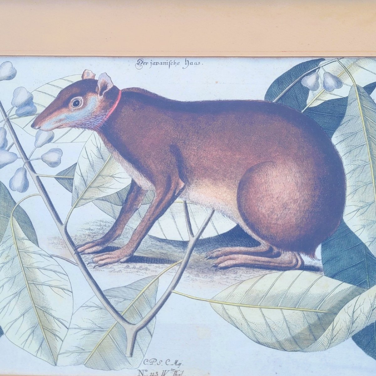 Suite Of 6 Framed Animal Engravings, 19th Century-photo-1