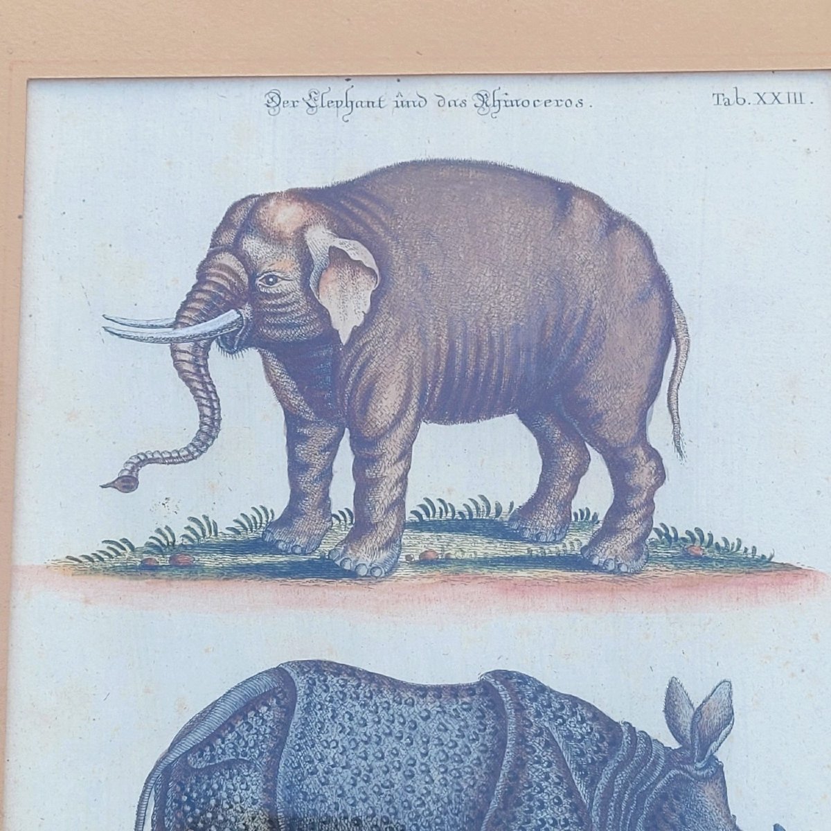 Suite Of 6 Framed Animal Engravings, 19th Century-photo-7