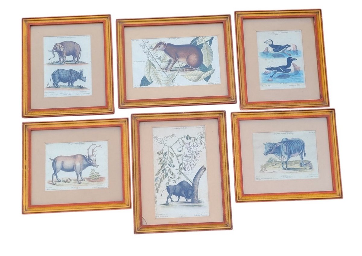 Suite Of 6 Framed Animal Engravings, 19th Century