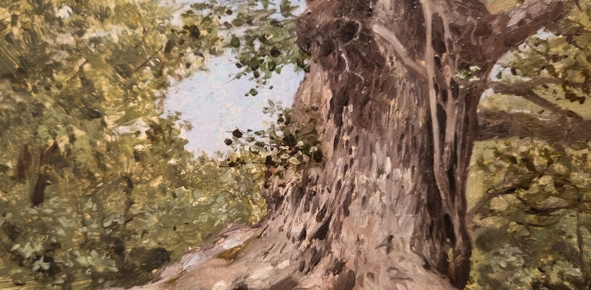 French School Of The Mid-19th Century - Study Of A Tree Trunk-photo-4