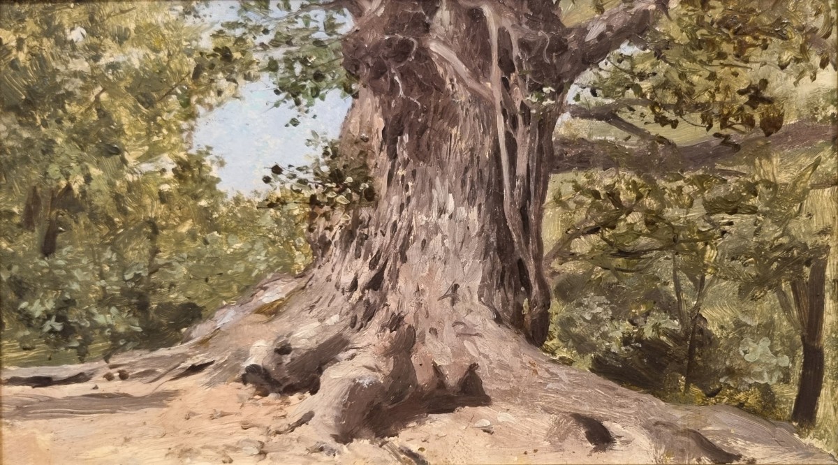 French School Of The Mid-19th Century - Study Of A Tree Trunk