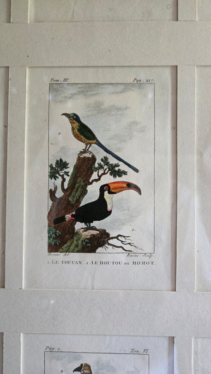 Deux cadres de gravures ornithologiques – d’après Buffon, édition Deterville (1799–1805) -photo-2