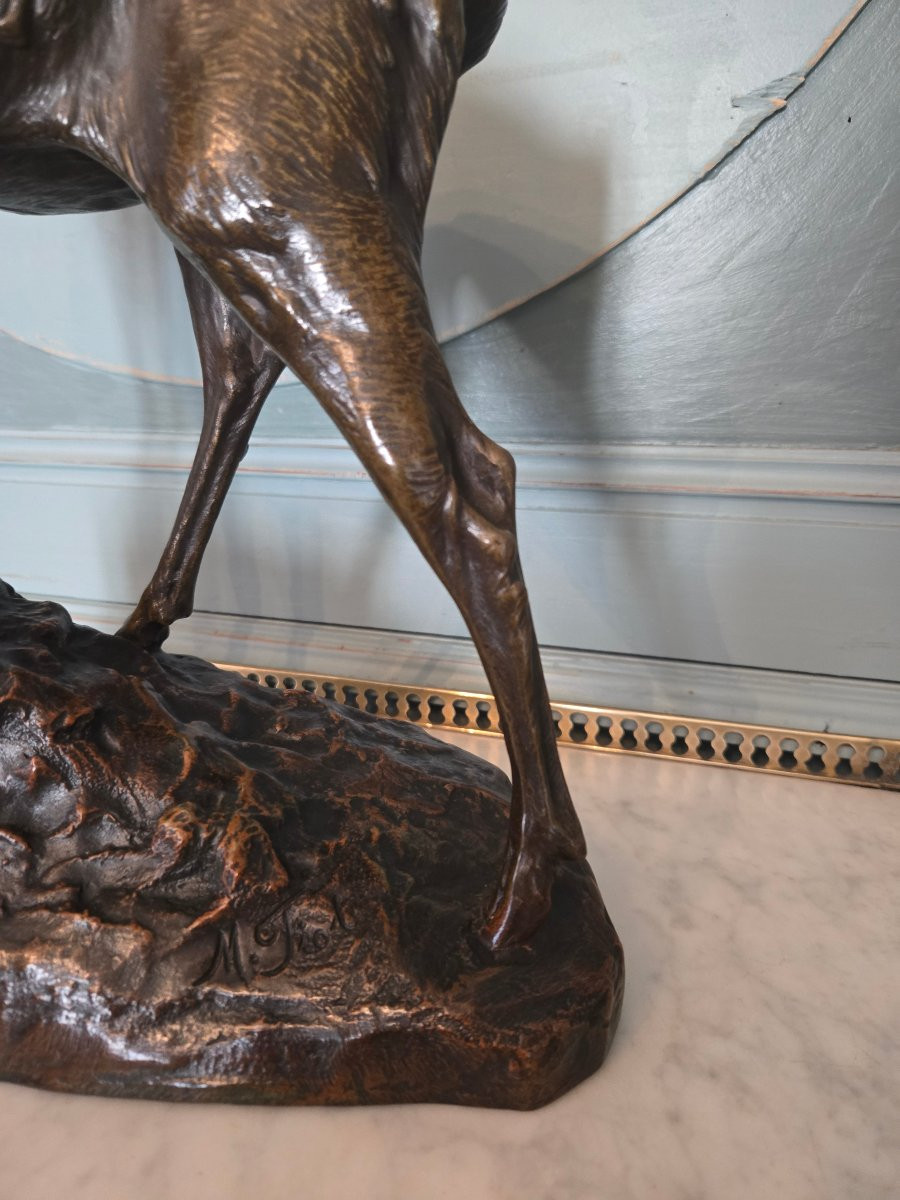 Cerf aux écoutes en bronze à patine nuancée, signé Maximilien Fiot (1886–1953).   -photo-2